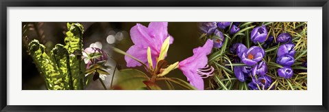 Framed Details of early spring and crocus flowers Print