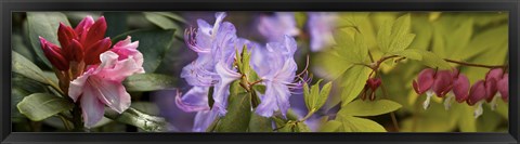 Framed Details of bright colors flowers Print