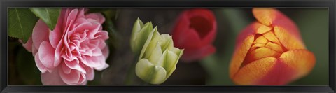 Framed Details of Colorful Tulip Flowers Print