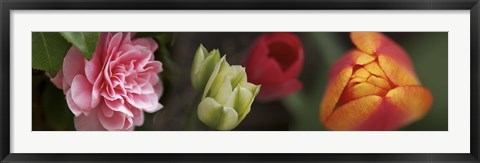 Framed Details of Colorful Tulip Flowers Print