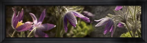 Framed Details of purple furry flowers Print