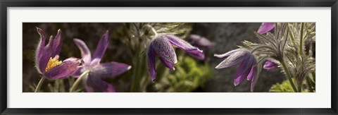 Framed Details of purple furry flowers Print