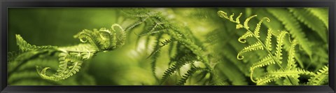 Framed Close-up of multiple images of ferns Print