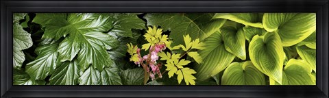 Framed Details of luscious leaves Print
