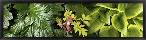 Framed Details of luscious leaves Print