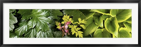 Framed Details of luscious leaves Print