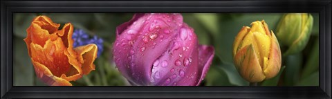 Framed Close up of Colorful Tulips Print