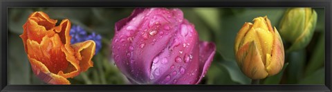 Framed Close up of Colorful Tulips Print