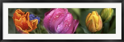 Framed Close up of Colorful Tulips Print