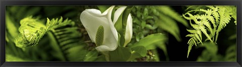 Framed Close-up of flowers and leaves Print