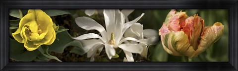 Framed Open blossom flowers Print