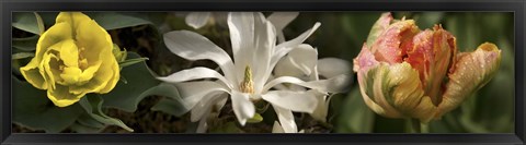 Framed Open blossom flowers Print