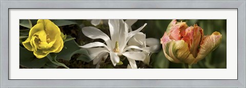 Framed Open blossom flowers Print