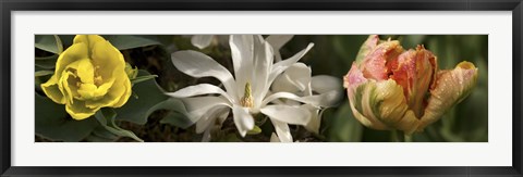 Framed Open blossom flowers Print