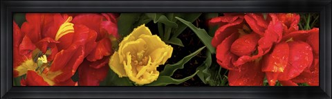 Framed Close-up of red and yellow tulips Print