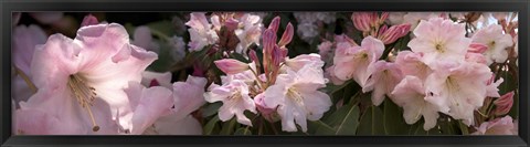 Framed Multiple images of pink Rhododendron flowers Print