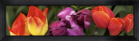 Framed Multiple images of tulip flowers Print