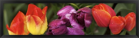 Framed Multiple images of tulip flowers Print