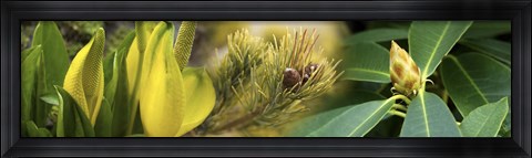 Framed Close-up of buds of pine tree Print