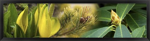 Framed Close-up of buds of pine tree Print
