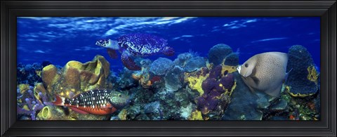 Framed Stoplight parrotfish (Sparisoma viride) with a Hawksbill Turtle (Eretmochelys Imbricata) underwater Print
