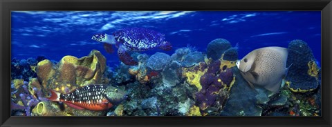 Framed Stoplight parrotfish (Sparisoma viride) with a Hawksbill Turtle (Eretmochelys Imbricata) underwater Print