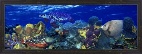 Framed Stoplight parrotfish (Sparisoma viride) with a Hawksbill Turtle (Eretmochelys Imbricata) underwater Print
