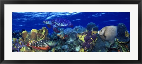 Framed Stoplight parrotfish (Sparisoma viride) with a Hawksbill Turtle (Eretmochelys Imbricata) underwater Print