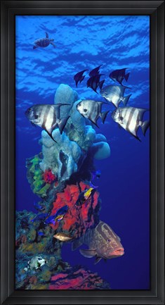 Framed Spadefishes with Nassau Grouper (Epinephelus striatus) and a Hawksbill Turtle (Eretmochelys Imbricata) swimming underwater Print