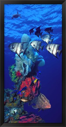 Framed Spadefishes with Nassau Grouper (Epinephelus striatus) and a Hawksbill Turtle (Eretmochelys Imbricata) swimming underwater Print