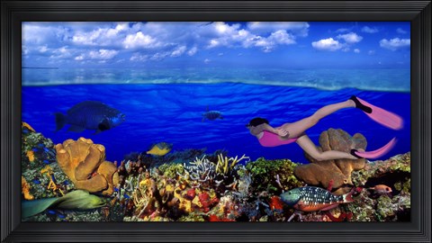 Framed Diver along reef with parrotfish, Green Moray Eel and White Spotted Filefish (Cantherhines macrocerus) underwater Print