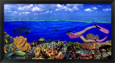 Framed Diver along reef with parrotfish, Green Moray Eel and White Spotted Filefish (Cantherhines macrocerus) underwater Print