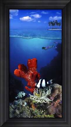 Framed Underwater view of sea anemone and Humbug fish and Pufferfish with a scuba diver Print