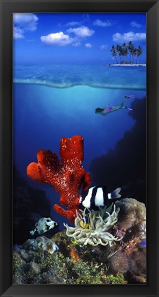 Framed Underwater view of sea anemone and Humbug fish and Pufferfish with a scuba diver Print