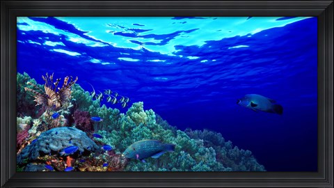 Framed Underwater view of Longfin bannerfish (Heniochus acuminatus) with Red Firefish (Nemateleotris magnifica) and soft corals Print