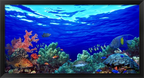 Framed Underwater view of Pallid triggerfish, Oriental Sweetlips and Longfin bannerfish with Yellowbar Angelfish Print