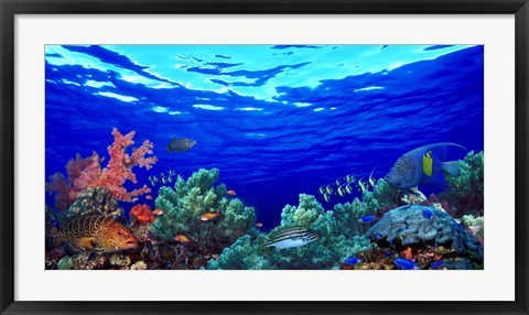 Framed Underwater view of Pallid triggerfish, Oriental Sweetlips and Longfin bannerfish with Yellowbar Angelfish Print