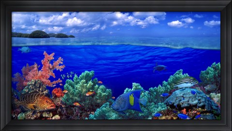 Framed Underwater view of Yellowbar Angelfish with Tiger Grouper and Oriental Sweetlips (Plectorhinchus Vittatus) Print