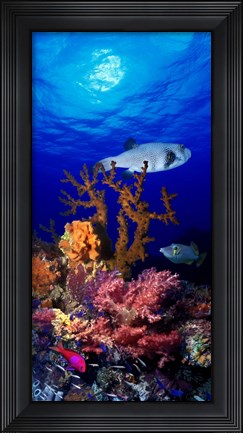 Framed Underwater view of Bristly puffer fish (Arothron hispidus) with triggerfish and Anthias Fishes Print