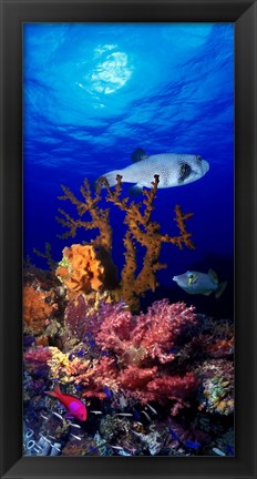 Framed Underwater view of Bristly puffer fish (Arothron hispidus) with triggerfish and Anthias Fishes Print