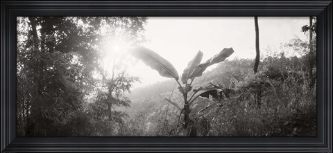 Framed Sunlight through trees in a forest in black and white, Chiang Mai Province, Thailand Print
