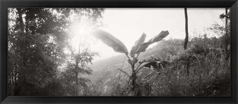 Framed Sunlight through trees in a forest in black and white, Chiang Mai Province, Thailand Print