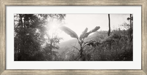 Framed Sunlight through trees in a forest in black and white, Chiang Mai Province, Thailand Print