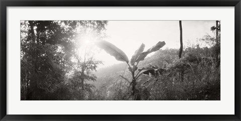 Framed Sunlight through trees in a forest in black and white, Chiang Mai Province, Thailand Print