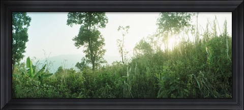 Framed Sunlight coming through the trees in a forest, Chiang Mai Province, Thailand Print