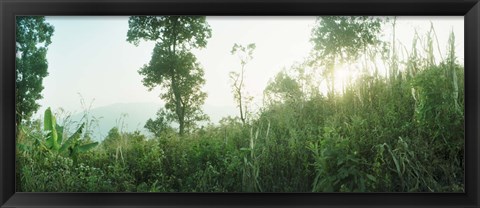 Framed Sunlight coming through the trees in a forest, Chiang Mai Province, Thailand Print