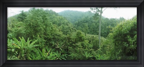 Framed Vegetation in a forest, Chiang Mai Province, Thailand Print