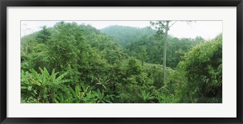 Framed Vegetation in a forest, Chiang Mai Province, Thailand Print