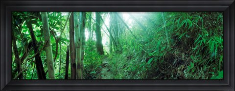 Framed Light through a Bamboo forest, Chiang Mai, Thailand Print