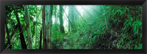 Framed Light through a Bamboo forest, Chiang Mai, Thailand Print